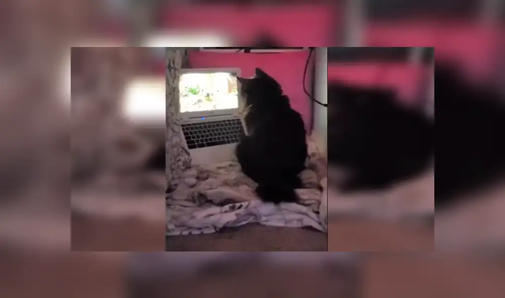 Desliza las imágenes hacia la izquierda para apreciar la reacción de unos gatos al ser descubiertos por su dueña. Fotocaptura: Facebook.