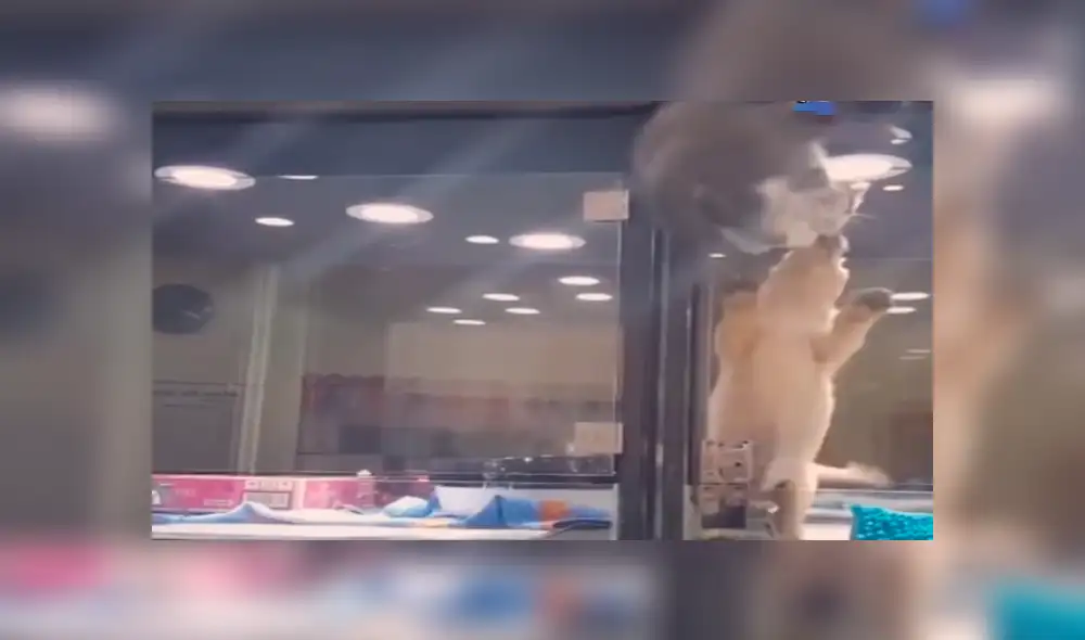 Facebook viral: Gatito huye de jaula para reunirse con perro, que es su mejor amigo [VIDEO]