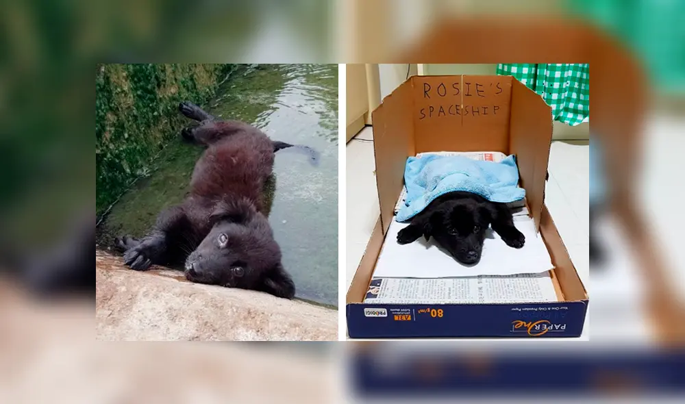 Desliza las imágenes hacia la izquierda para conocer la historia de un perro bebé que fue salvado de milagro. Foto: Captura. Desliza las imágenes hacia la izquierda para conocer la historia de un perro bebé que fue salvado de milagro. Foto: Captura.