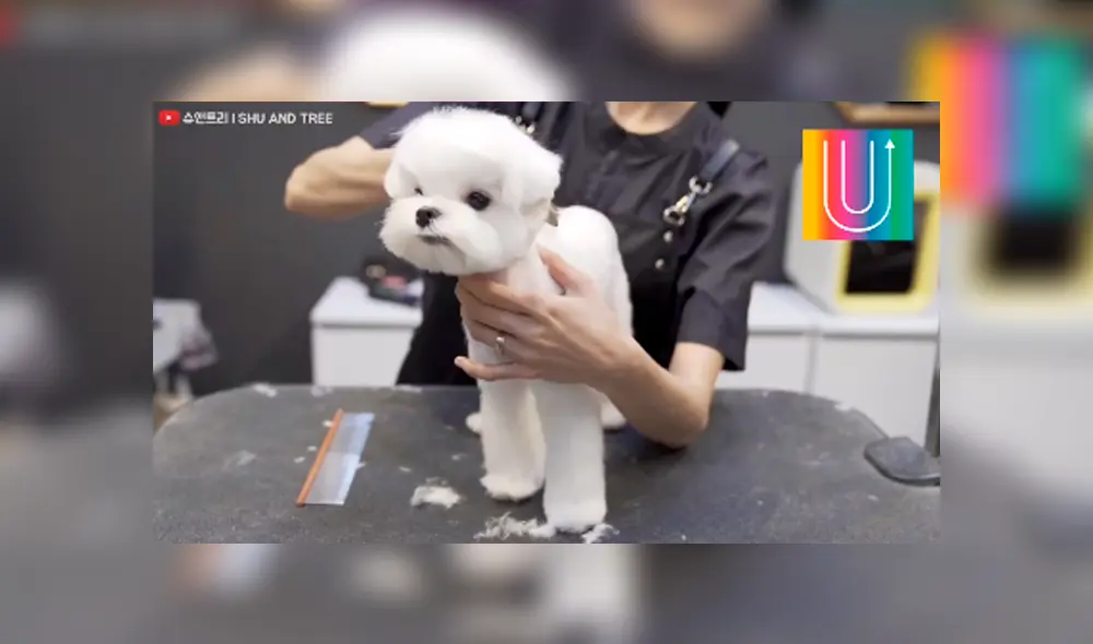 Desliza hacia la izquierda para ver el nuevo cambio de 'look' de un perro que se volvió famoso en Facebook. Desliza hacia la izquierda para ver el nuevo cambio de 'look' de un perro que se volvió famoso en Facebook.