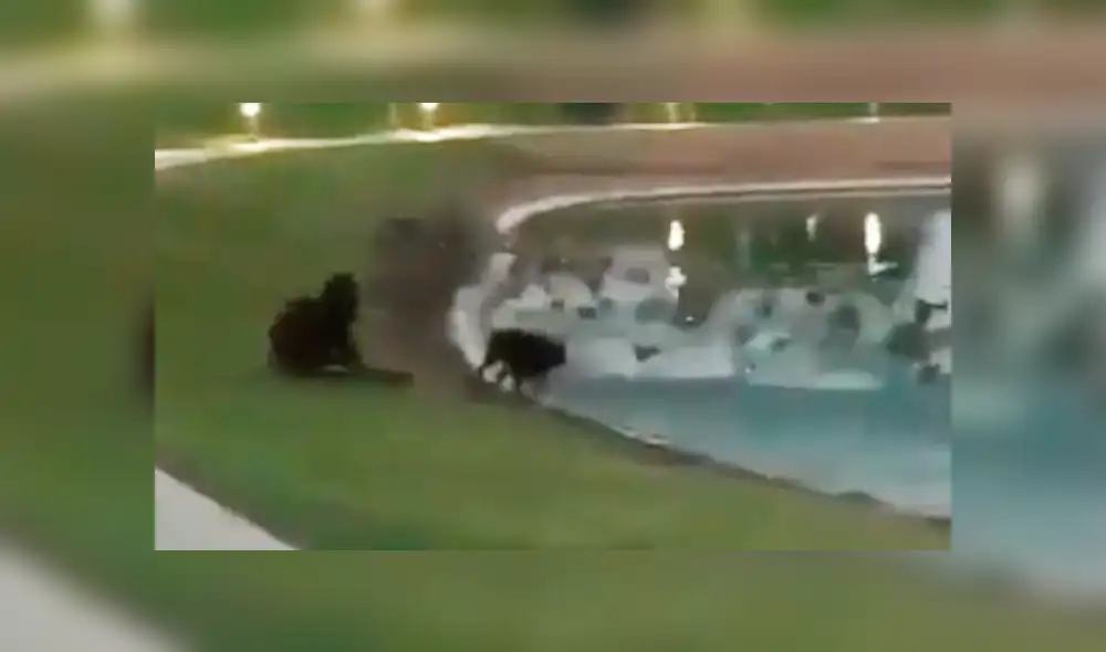 Facebook viral: joven sufre una terrible caída por cuidar a su perro [VIDEO]