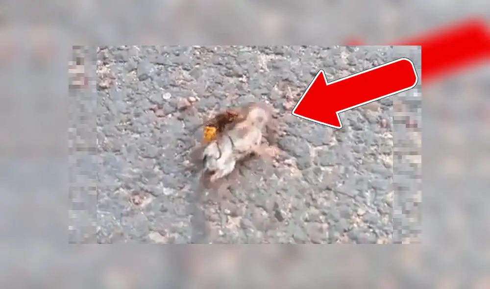 Vía YouTube. El insecto protagonizó una escandalosa pelea con un temido roedor, y cuyo final alteró en redes sociales. Vía YouTube. El insecto protagonizó una escandalosa pelea con un temido roedor, y cuyo final alteró en redes sociales.