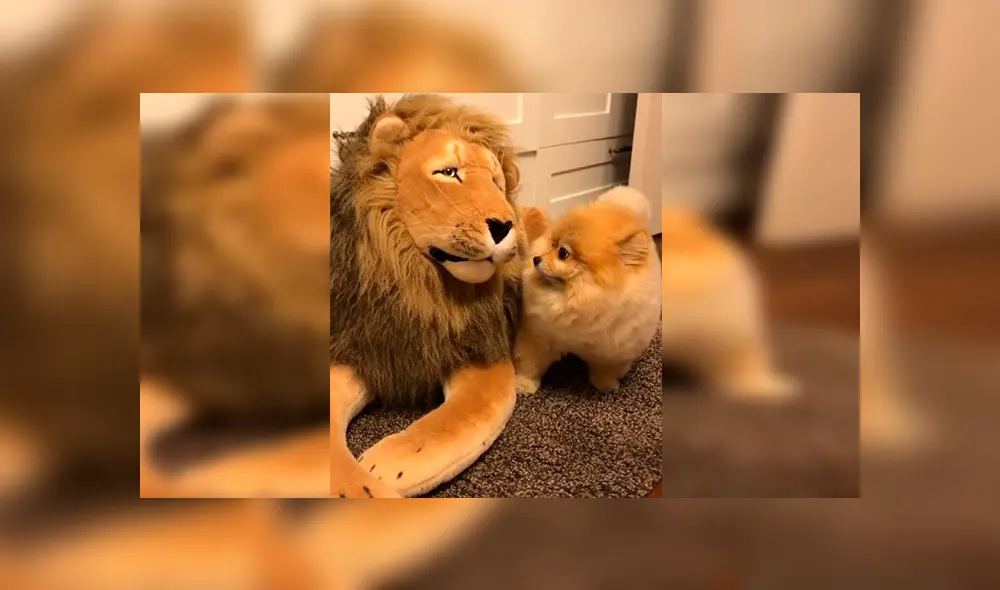 En Facebook, un perro tuvo una inesperada reacción al percatarse de la presencia de un peluche de león.