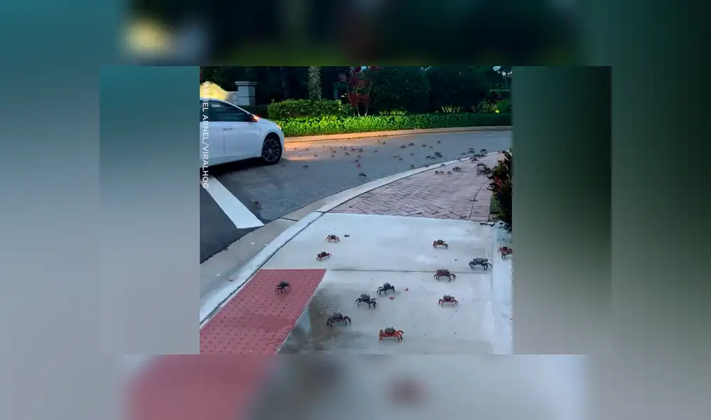 YouTube viral: hombre llega a su casa y encuentra cientos de cangrejos en la calle [VIDEO] 