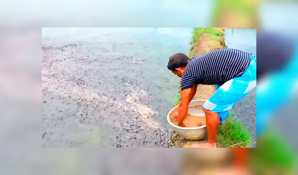 YouTube viral: arroja alimento a misterioso lago y miles de hambrientas criaturas surgen para devorarlo