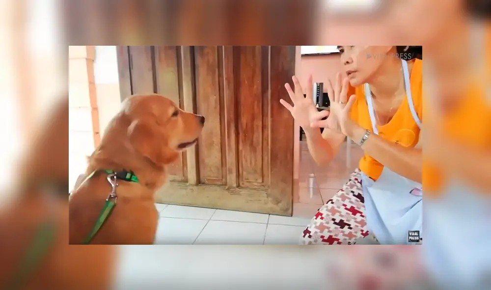 Un perro se ganó los aplausos de los usuarios en Facebook al ser captado contando los dedos de su dueña, quien lo retó a probar su inteligencia.