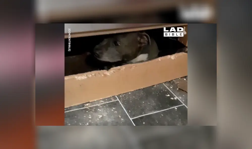 Facebook viral: dejan su casa destruida, busca al culpable y lo encuentra muy avergonzado [VIDEO] 