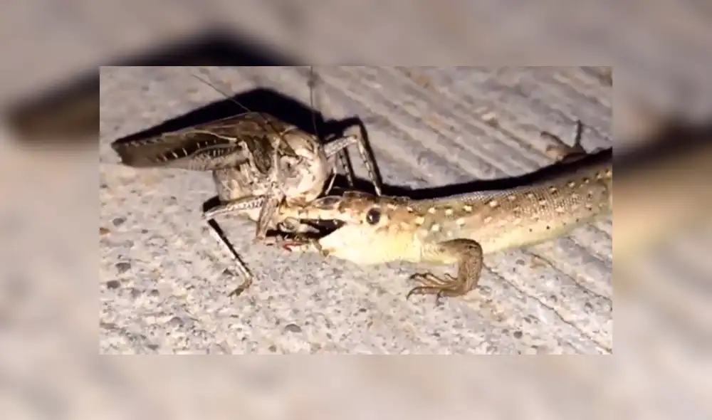 Facebook Viral: No imaginarás el terrible final de la batalla entre este saltamontes gigante y una lagartija
