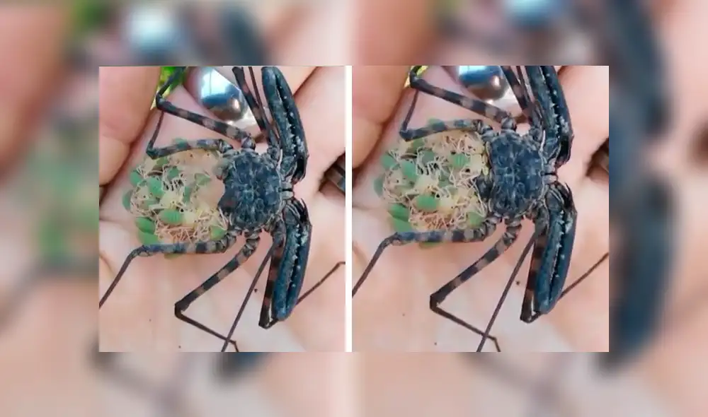 Facebook viral: graban a enorme tarántula llevando a sus cientos de crías a su nido [VIDEO]