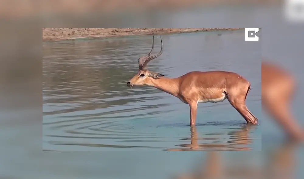 A poco de llegar a la orilla queda paralizado sin saber qué hacer. Foto: captura
