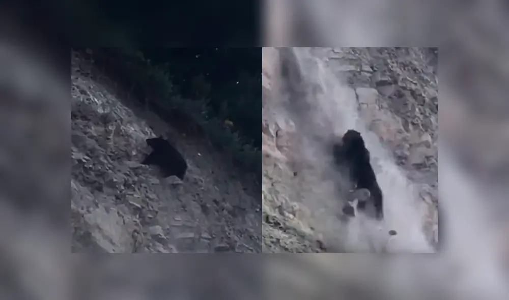 #VIDEO | El oso dio un paso en falso y cayó estrepitosamente. Foto: captura