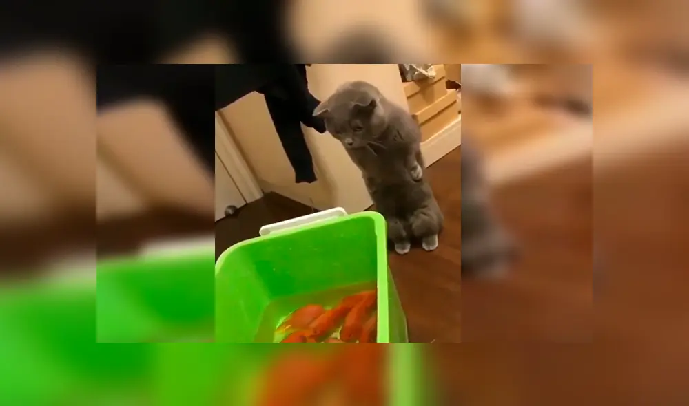 En Facebook, un joven compró unos peces como mascotas y no imaginó que su gato los quería devorar.