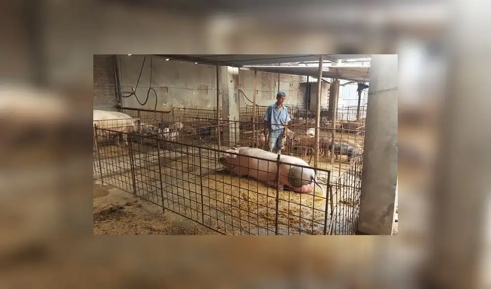 Chiclayo: Clausuran camal clandestino en José Leonardo Ortiz | VIDEO Chiclayo: Clausuran camal clandestino en José Leonardo Ortiz | VIDEO