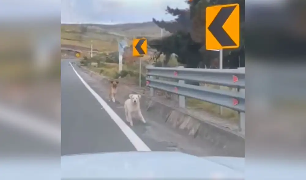 Desliza las imágenes para observar la noble acción de unos jóvenes para alimentar a unos indefensos perros. Foto: captura de Facebook