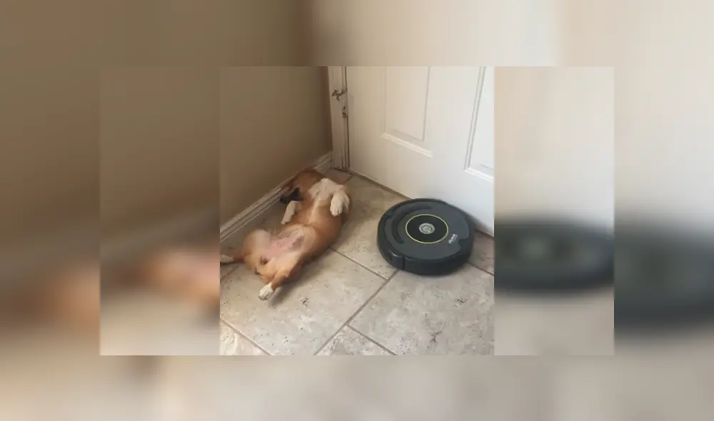 Video es viral en Facebook. Mujer intentó levantar a su perra dormida de una forma peculiar y no pudo contener las carcajadas al ver su hilarante comportamiento