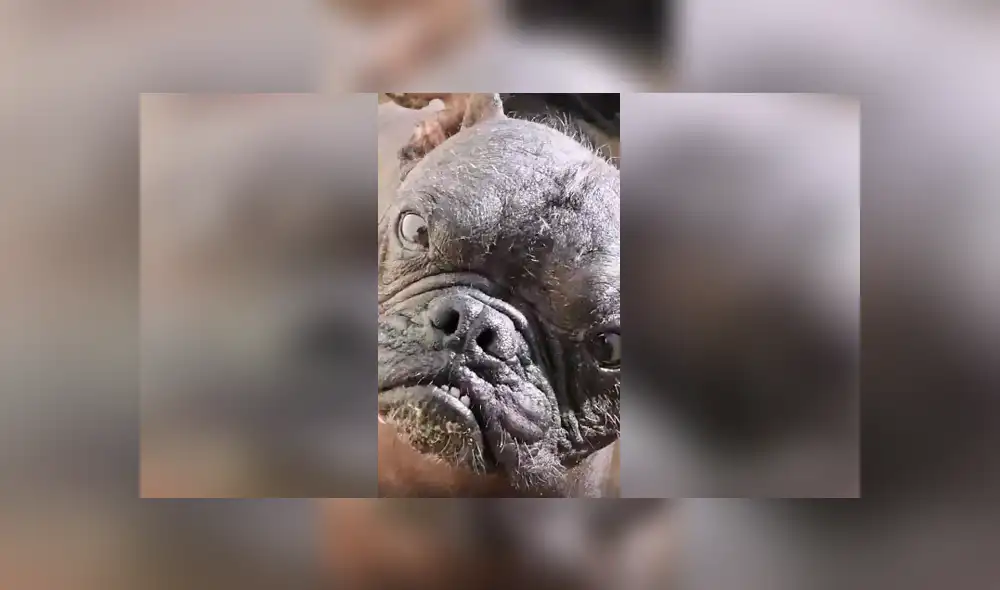 Desliza las imágenes hacia la izquierda para conocer la verdadera raza de un perro al que creían era un pitbull. Desliza las imágenes hacia la izquierda para conocer la verdadera raza de un perro al que creían era un pitbull.