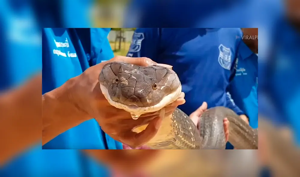 Hombre se mete a tubería y tropieza con hambrienta cobra que agarra con las manos [VIDEO]