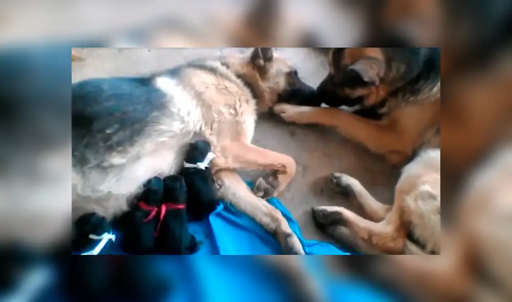 Facebook viral: perro felicita a su pareja por dar a luz a crías, pero detalle lo deja mal [VIDEO]