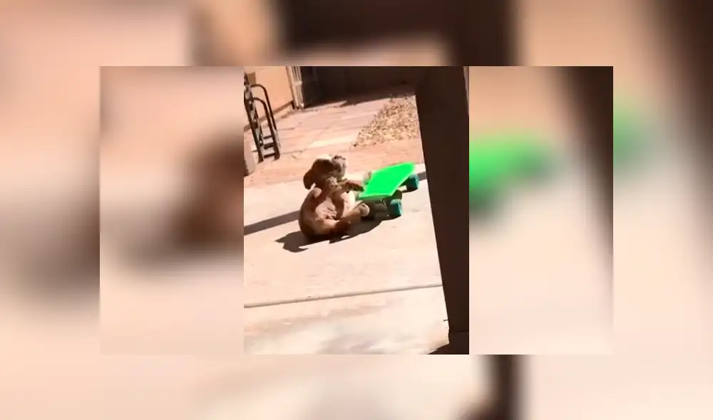 Desliza las imágenes hacia la izquierda para observar el esfuerzo de un perro para aprender a manejar una patineta.