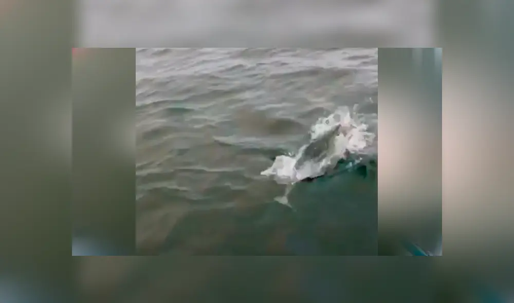 Un video viral en Facebook muestra a la peligrosa criatura que emergió del mar para capturar a pez. Un video viral en Facebook muestra a la peligrosa criatura que emergió del mar para capturar a pez.