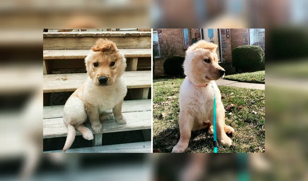 A través de Facebook se ha vuelto viral la historia de Rae, la perrita 'unicornio'.