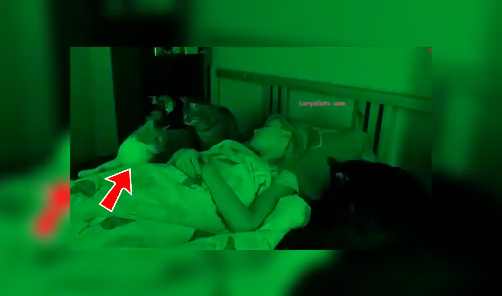 YouTube viral: mujer descubre lo que hacían sus gatos tras instalar una cámara escondida [VIDEO]