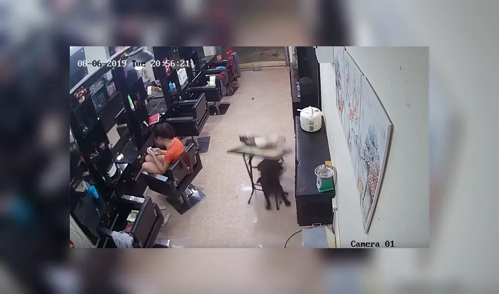 Facebook viral: peluquera se queda sin comida por la culpa de travieso perro y no lo puede creer [VIDEO] 