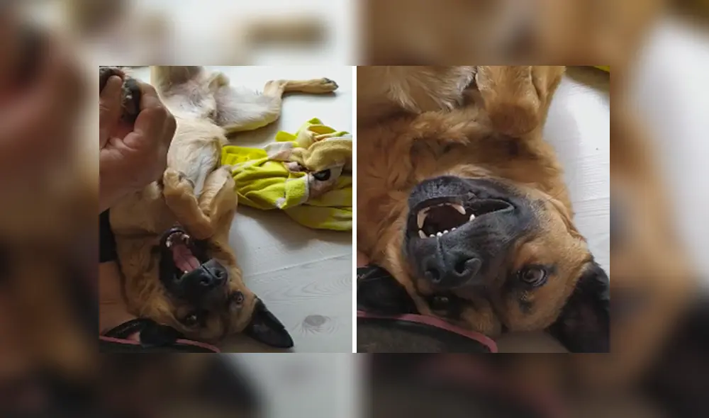 Desliza las imágenes hacia la izquierda para apreciar la divertida escena protagonizada por un padre y su perro. Desliza las imágenes hacia la izquierda para apreciar la divertida escena protagonizada por un padre y su perro.