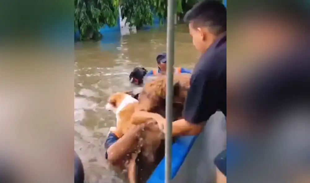 Desliza hacia la izquierda para ver más imágenes de este impresionante rescate a perritos callejeros que fueron abandonados. Foto: captura de TikTok
