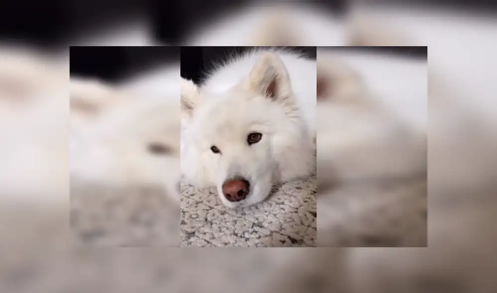 Desliza las imágenes para ver más detalles sobre esta escena que es viral en Facebook.