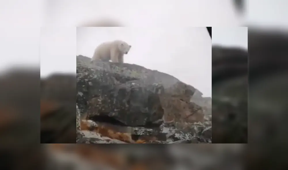 Reporteros fueron sorprendidos por el enorme depredador cuando estaban filmando un documental sobre sobre la conservación de los animales