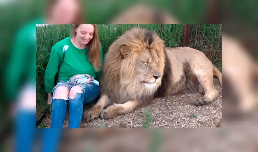 Desliza hacia la izquierda para ver la reacción que tuvo el gigantesco león tras encontrarse con la turista. El video es viral en YouTube.