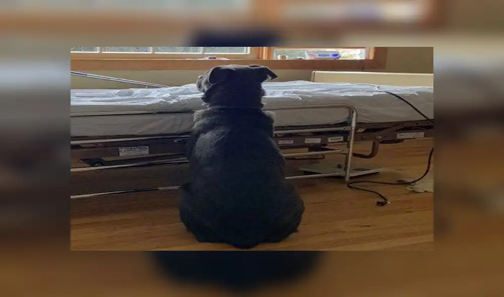 En Facebook, un perro miró atento a la ventana con la ilusión que su dueño regrese, pero él ya había fallecido.