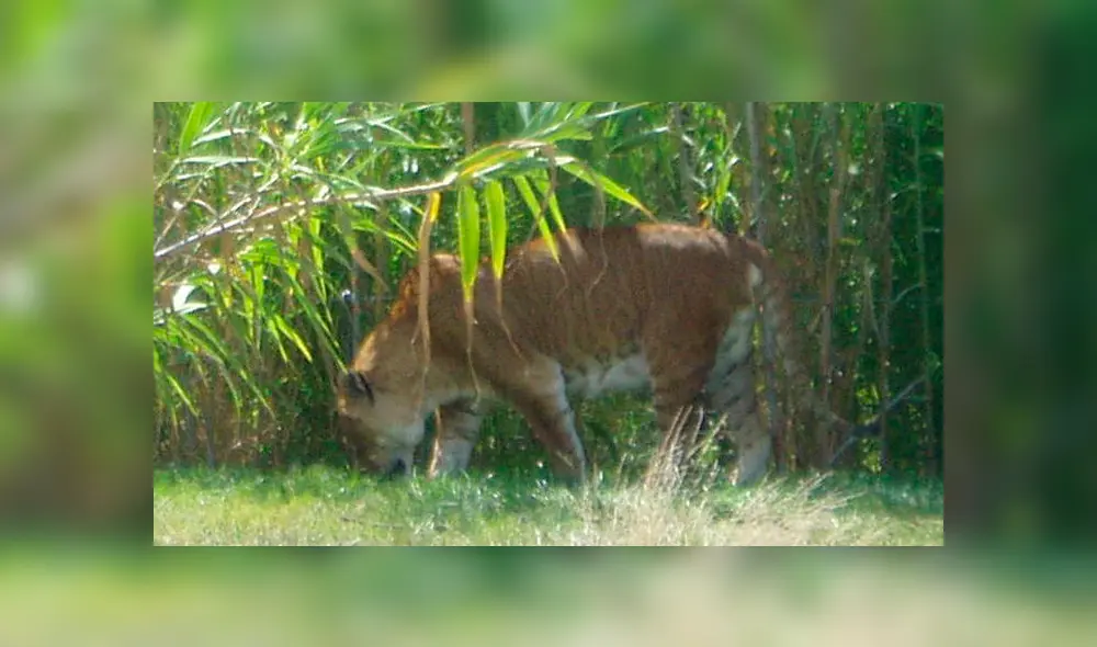 Desliza para conocer al tigón, el felino híbrido que asombró a todos en YouTube. Foto: Captura.