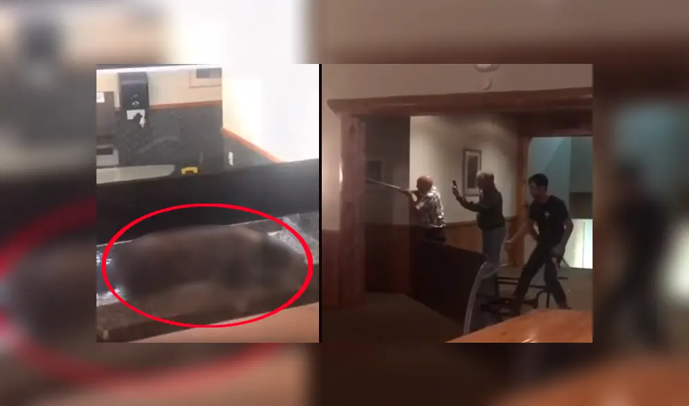 Escuchan aterradores ‘ronquidos’ en el baño, se acercan y descubren a una enorme criatura durmiendo [VIDEO] 