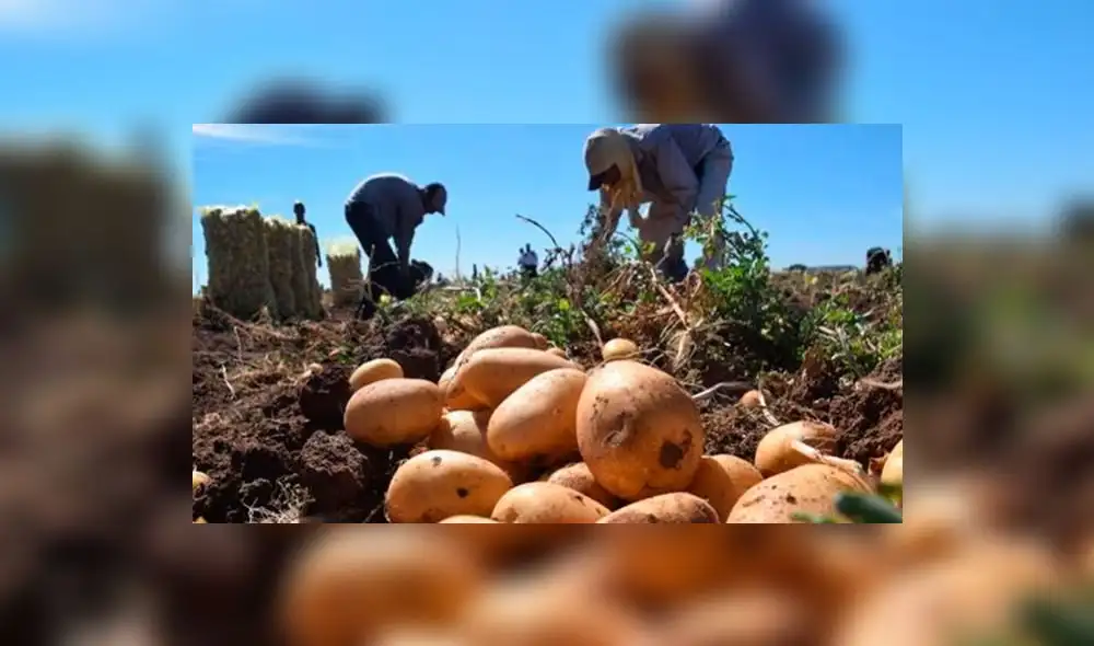 ¿Sabes cuánto gana un trabajador agrícola en Perú?