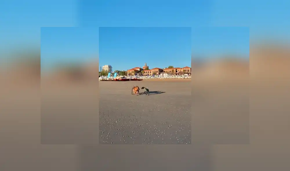 Desliza las imágenes para conocer el conmovedor momento que tuvieron dos perros al volverse a ver después de tiempo. Foto: Captura. Desliza las imágenes para conocer el conmovedor momento que tuvieron dos perros al volverse a ver después de tiempo. Foto: Captura.