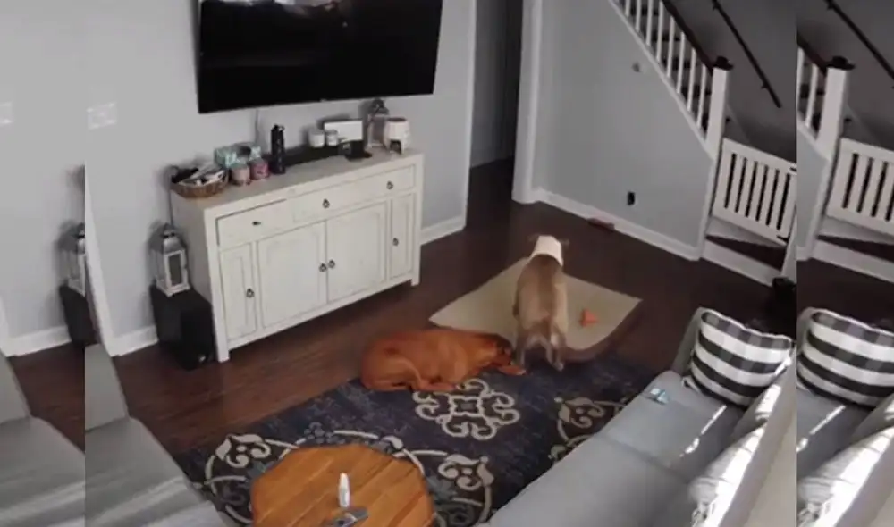 Desliza hacia la izquierda para ver más imágenes sobre esta tierna escena protagonizada por dos perros de raza pitbull. Foto: captura de YouTube