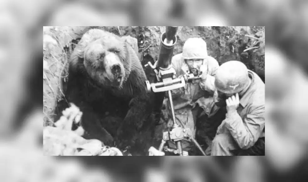 Wojtek es recordado por la historia como el "oso soldado" de la Segunda Guerra Mundial. Foto: Difusión.
