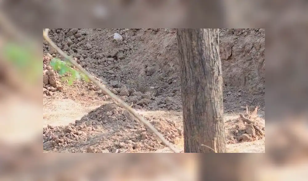 ¿Lo encontraste? Algunos creyeron que era una broma, pero el felino está en la imagen mirándote fijamente. Foto: Hermant Dabi