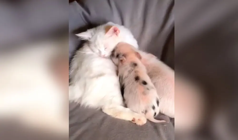 Desliza las imágenes para apreciar el tierno gesto de un gato cuando se queda solo con unos cerdos bebés. Foto: Captura de TikTok Desliza las imágenes para apreciar el tierno gesto de un gato cuando se queda solo con unos cerdos bebés. Foto: Captura de TikTok