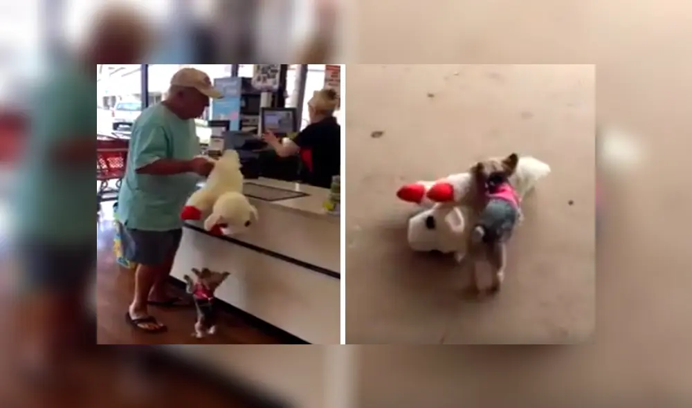 Desliza las imágenes hacia la izquierda para conocer el amoroso comportamiento de una perrita cuando recibe un regalo.