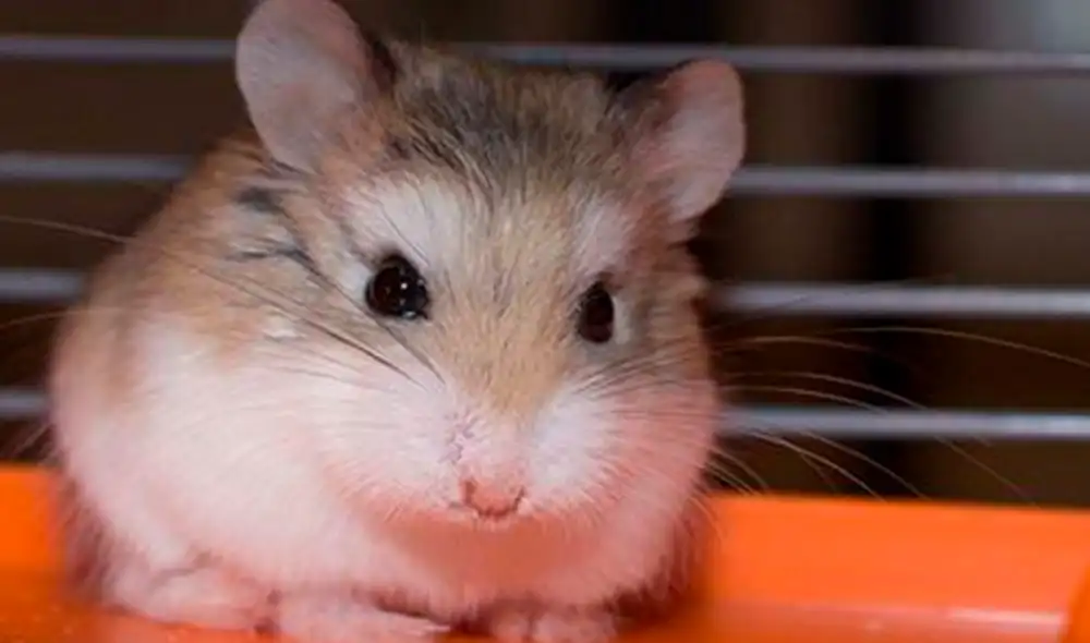 Sus dueños lo daban por perdido, pero veterinarios le salvan la vida enyesándole la patita [FOTOS]