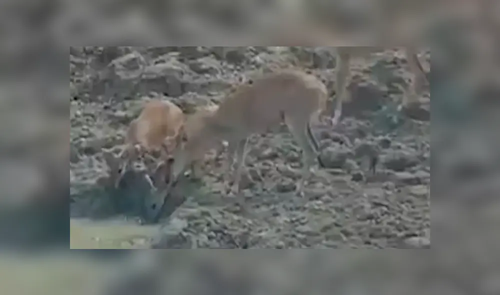 Desliza hacia la izquierda para ver el brutal ataque de una serpiente pitón a un ciervo, escena que consternó a miles en YouTube. Desliza hacia la izquierda para ver el brutal ataque de una serpiente pitón a un ciervo, escena que consternó a miles en YouTube.