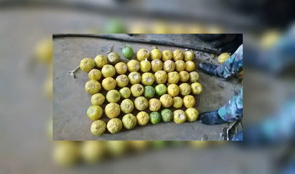 Policía incauta más de 31 kilos de cocaína camuflada en caja de toronjas