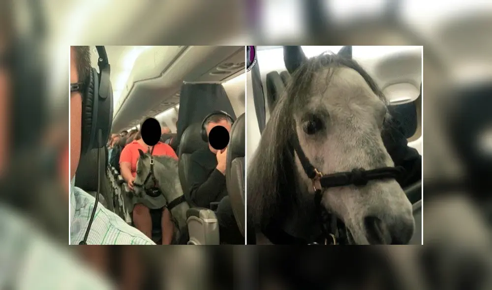 American Airlines horse American Airlines horse