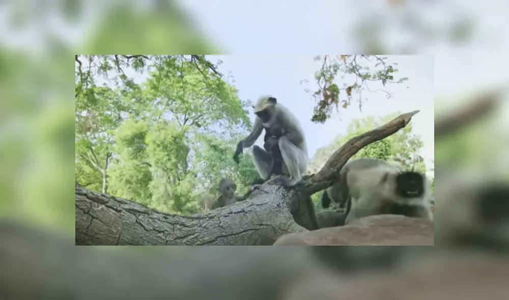 Desliza para enterarte qué sucede cuando ponen un mono robot en medio de un grupo de primates. Foto: Captura