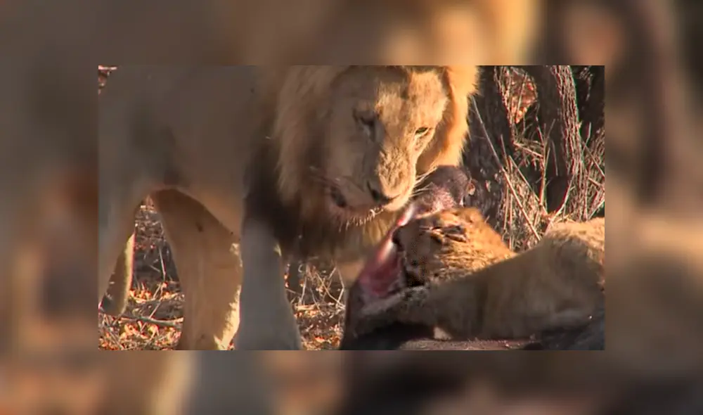 El cachorro no tuvo temor de enfrentar al enorme león mientras devoraban un ñu. Foto: captura