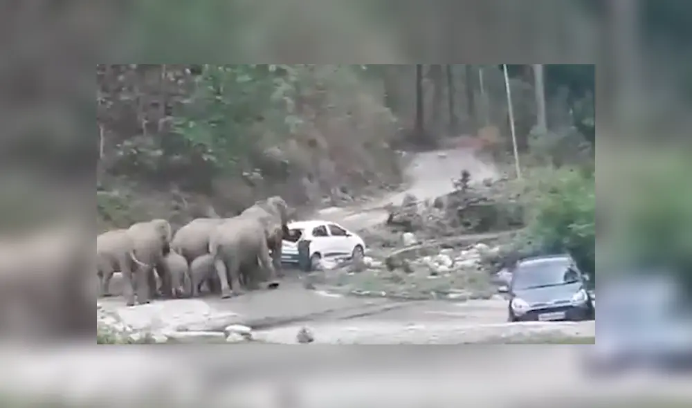 Elefantes notaron que unos vehículos estaban bloqueando su ruta y los empujaron hasta despejar su camino Elefantes notaron que unos vehículos estaban bloqueando su ruta y los empujaron hasta despejar su camino