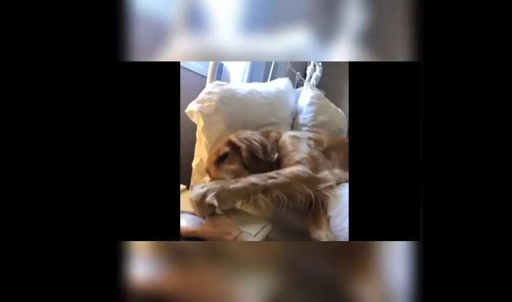 El hombre dejó de atender a su mascota para empezar con su trabajo desde casa, pero el can insistía para que siga jugando con él.